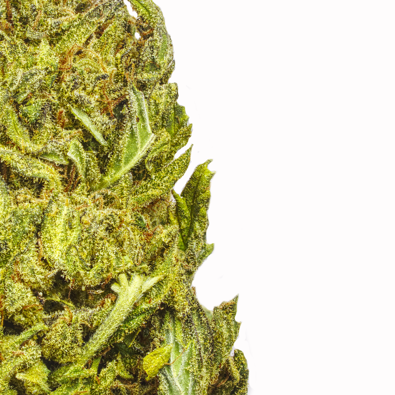Gorilla Glue