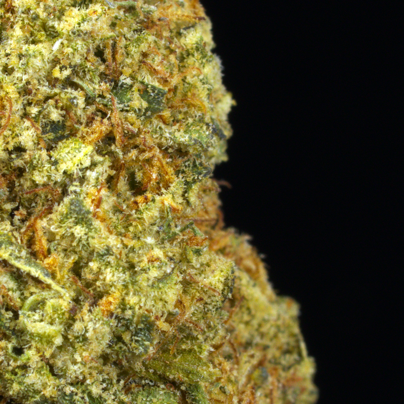 Gelato OG (BOGO)