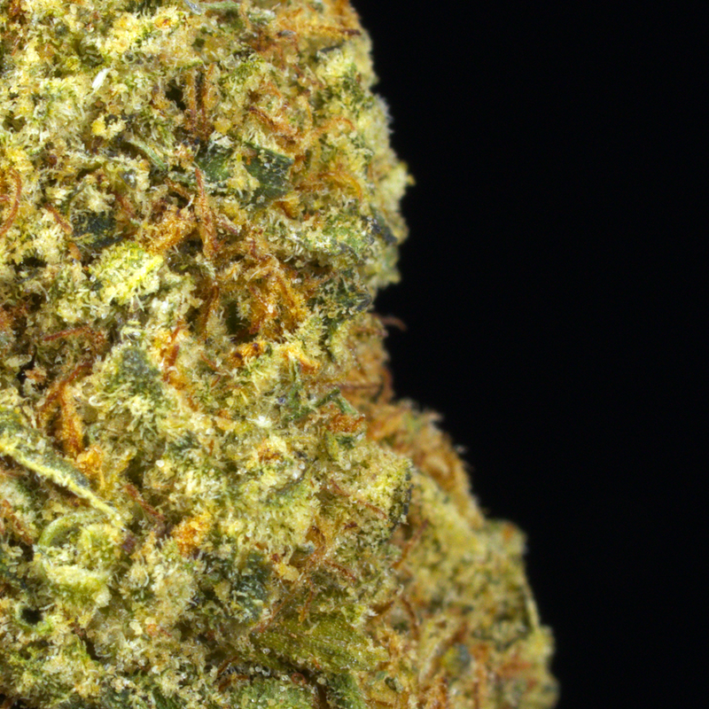 Gelato OG (BOGO)