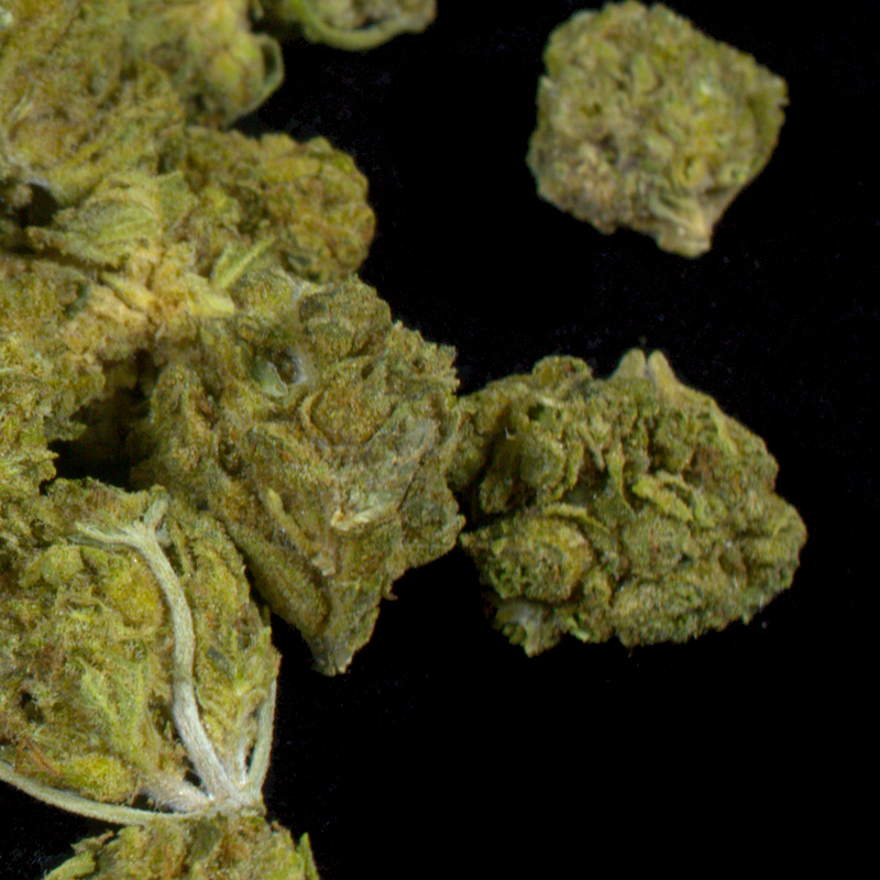 Gelato OG (BOGO)