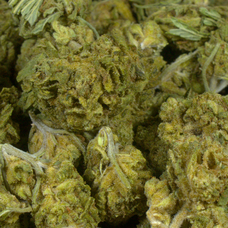 Gelato OG (BOGO)