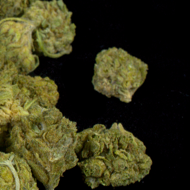 Gelato OG (BOGO)