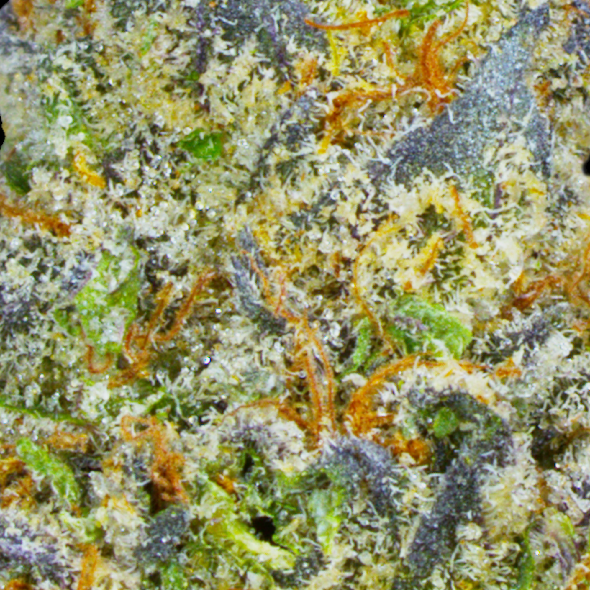 Lemon Cherry Gelato