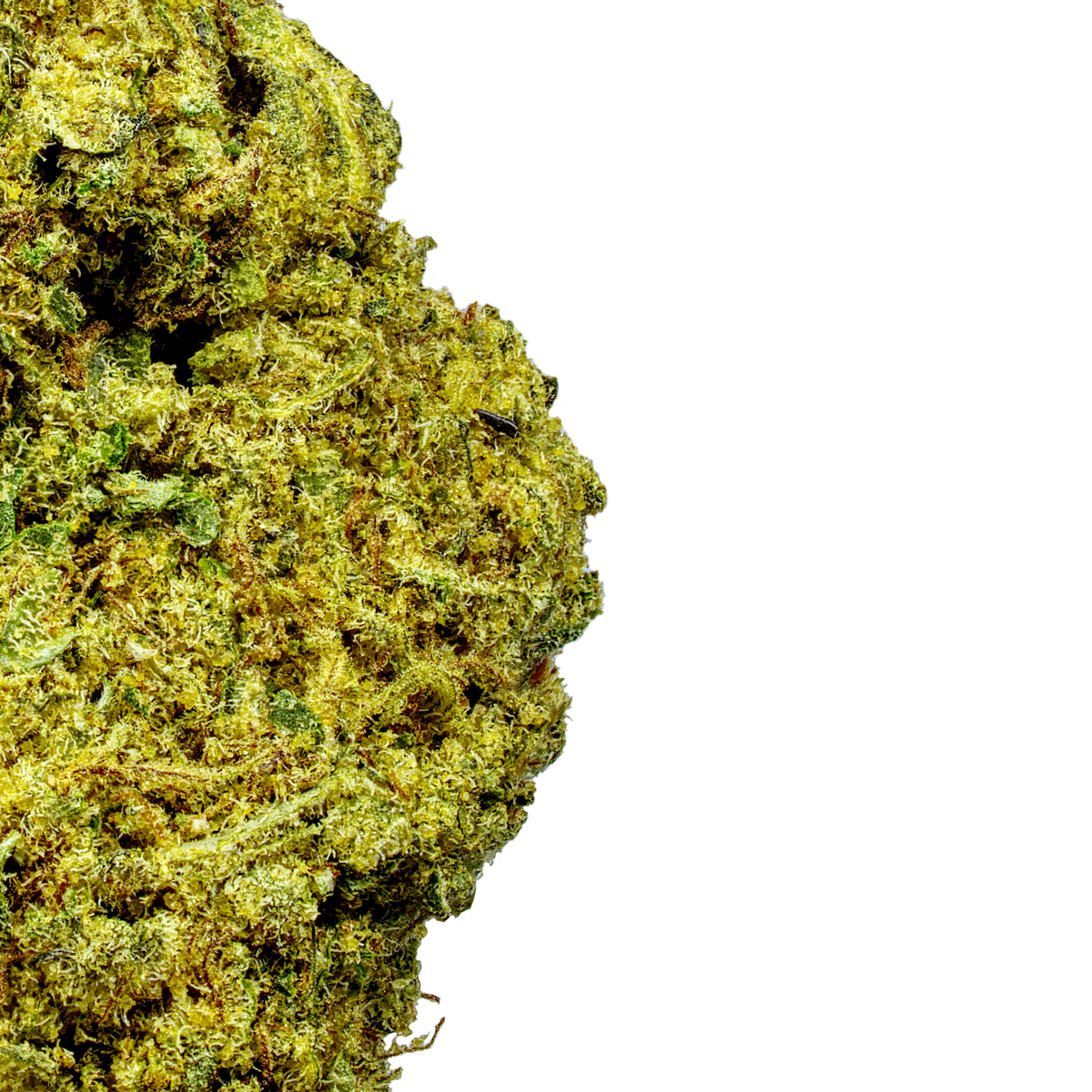 Royal Gelato