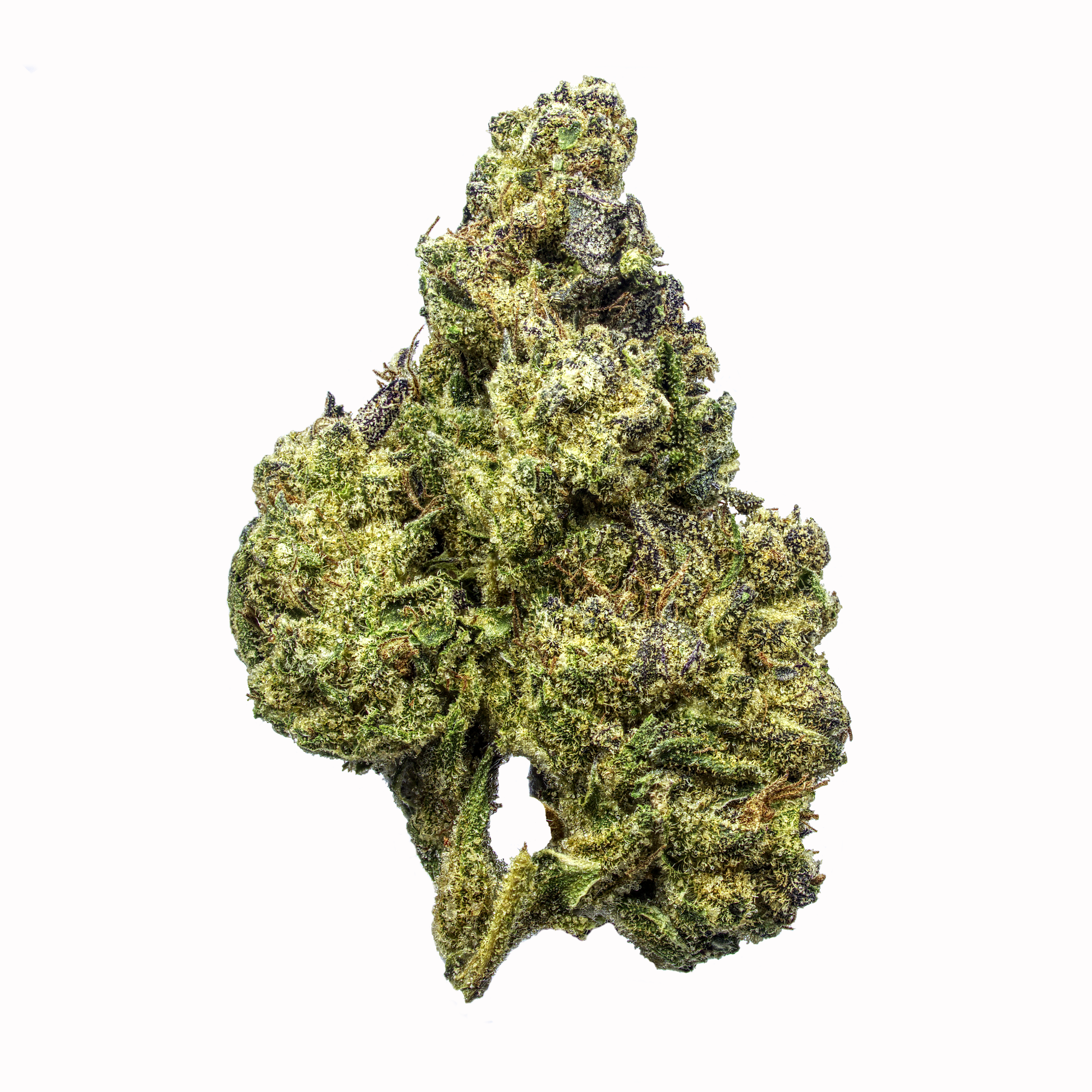 Gelato 41