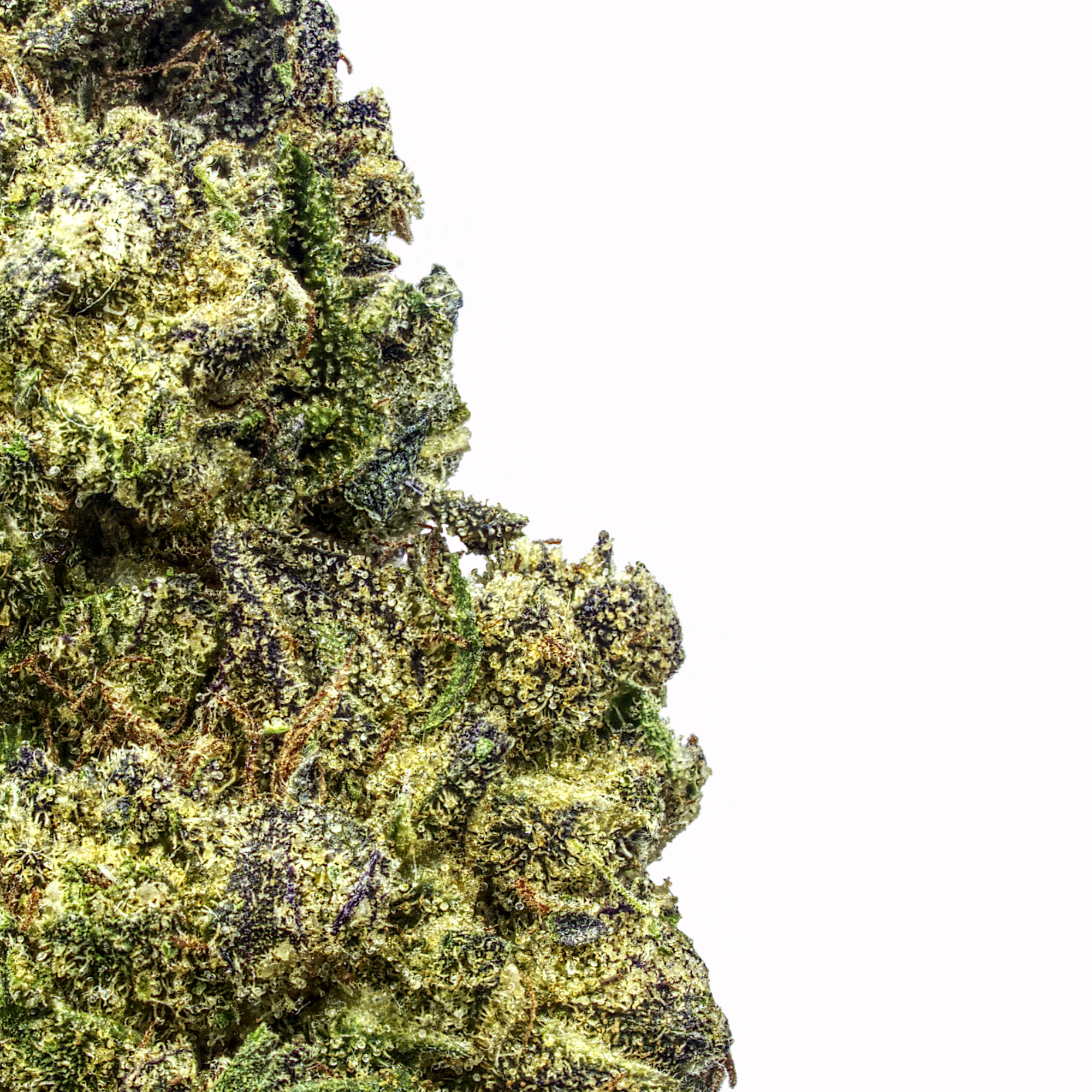 Gelato 41