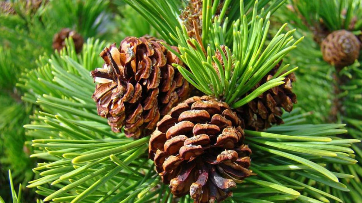 Pinene (Pine)