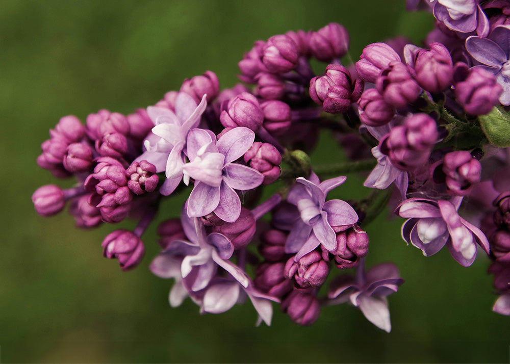 Terpinolene (Sweet Herbal)