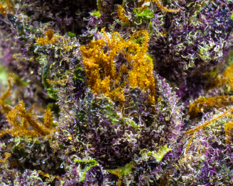 Exotic