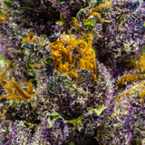 Exotic